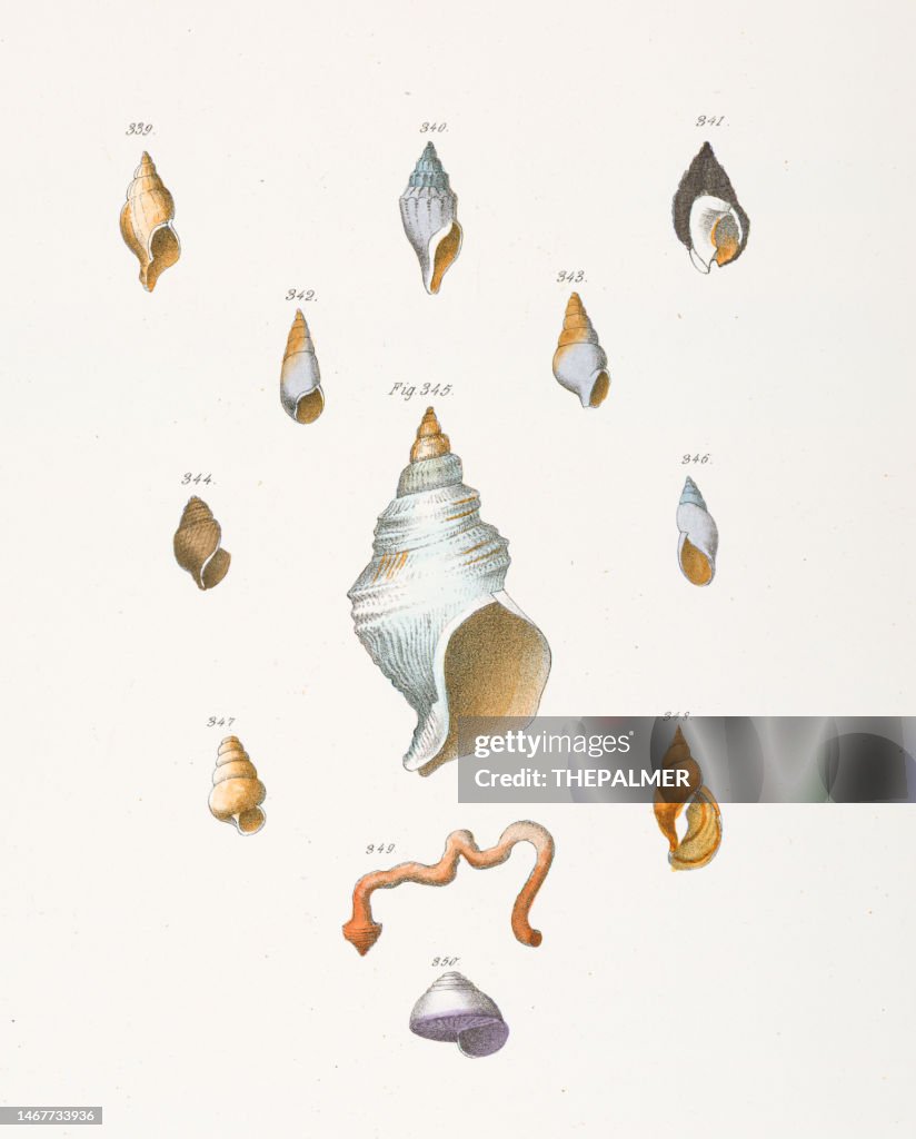 Different Conch Shell Different Types Of Seashells Conch Chromolithograph 1843 High-Res ...