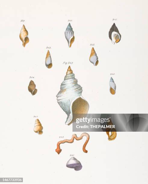 different types of seashells conch chromolithograph 1843 - conch shell stock illustrations