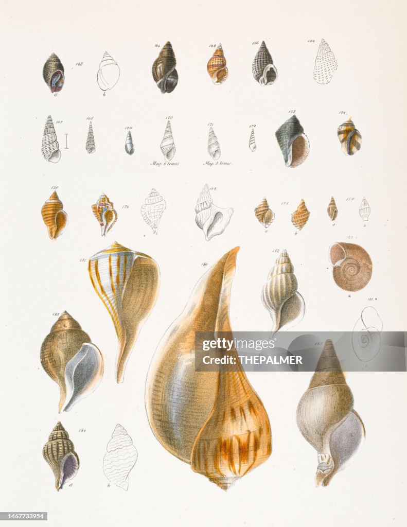 Different Seashell Types Different Types Of Seashells Chromolithograph 1843 High-Res Vector ...