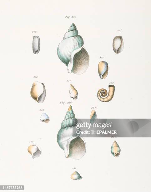 Conch Shell Variations 652 Conch Shell Drawing Stock Photos, High-Res Pictures, and Images ...