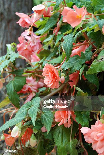 pink begonia plant - begonia stock pictures, royalty-free photos & images