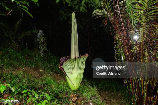 amorphophallus titanum - royalty free titan arum stock pictures, royalty-free photos & images