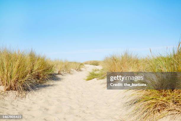 footpath through the dunes to the beach and sea in summer - sand plants stockfoto's en -beelden