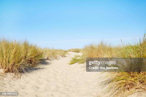 footpath through the dunes to the beach and sea in summer - marram grass stock pictures, royalty-free photos & images