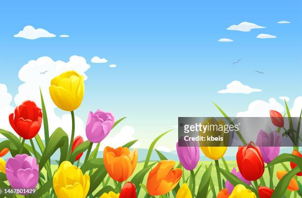 ilustrações, clipart, desenhos animados e ícones de prado bonito da tulipa - flower blossom