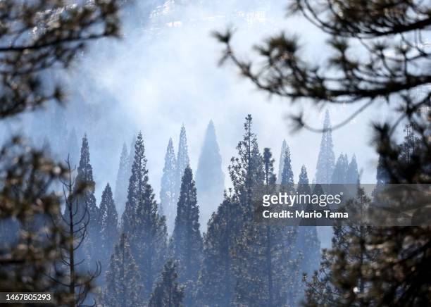 Smoke rises above young giant sequoia trees during prescribed pile burning on February 19, 2023 in Sequoia National Forest, California. According to...