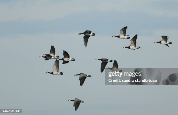 a flock of barnacle geese, branta leucopsis, flying in the blue sky. - formation flying stock pictures, royalty-free photos & images