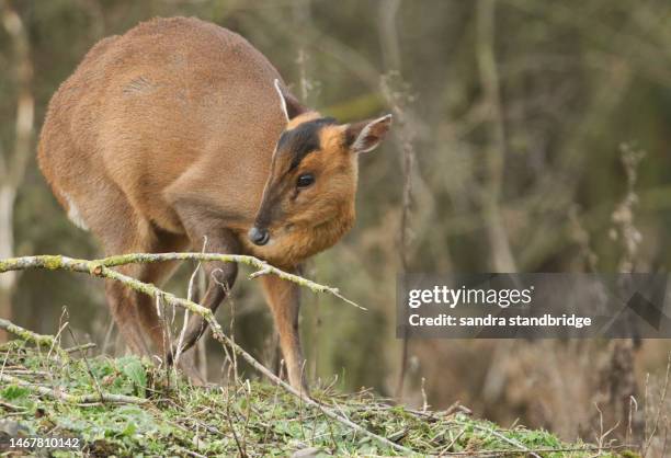 a pretty female muntjac deer, muntiacus reevesi, feeding in a field at the edge of woodland in the uk. - deer tail stock pictures, royalty-free photos & images