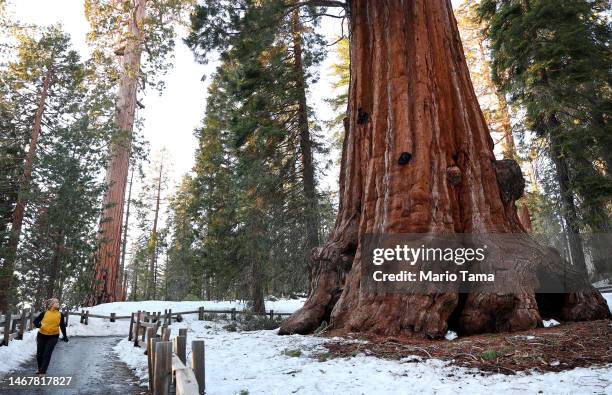 Person walks near giant sequoia trees in Grant Grove on February 19, 2023 in Kings Canyon National Park, California. According to the Forest Service,...