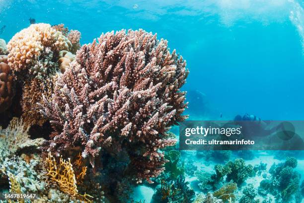 fingerkoralle, korallenriff unterwasser meereslebewesen korallenriff unterwasserfoto scuba diver point of view. man taucher taucht im hintergrund - taucherperspektive stock-fotos und bilder