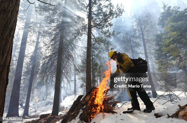 Sequoia National Forest firefighter uses a drip torch during prescribed pile burning near young giant sequoia trees on February 19, 2023 in Sequoia...