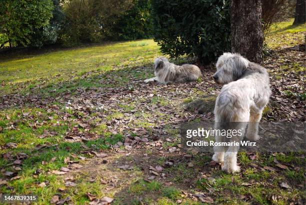 two bergamasco sheepdogs in garden - bergamasco sheepdog stock pictures, royalty-free photos & images