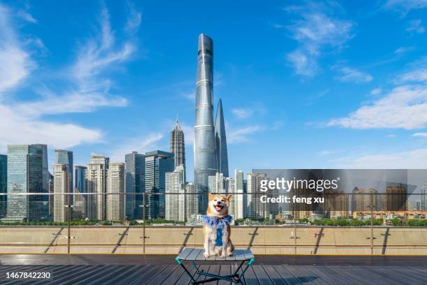 shanghai at dawn shiba inu poses - dog heatwave stock pictures, royalty-free photos & images