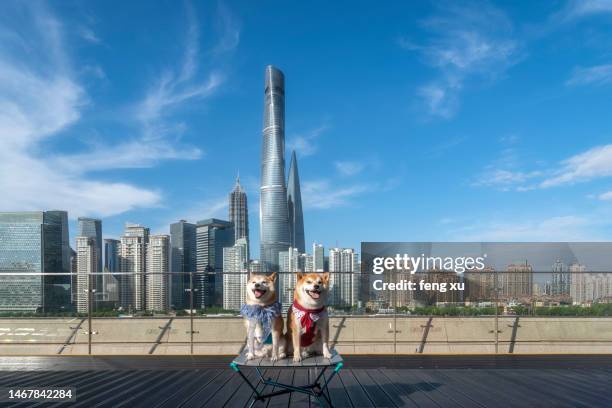 shanghai at dawn shiba inu poses - dog heatwave stock pictures, royalty-free photos & images