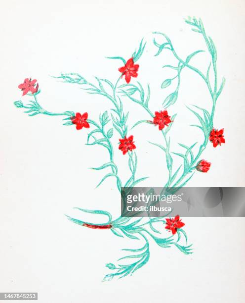 ilustraciones, imágenes clip art, dibujos animados e iconos de stock de ilustración botánica antigua de flores silvestres: sea spurrey sandwort, arenaria marina - sandwort