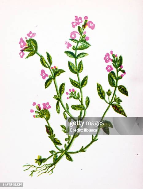 ilustrações, clipart, desenhos animados e ícones de ilustração botânica antiga de flores silvestres: tomilho de manjericão, acinos vulgaris - tomilho