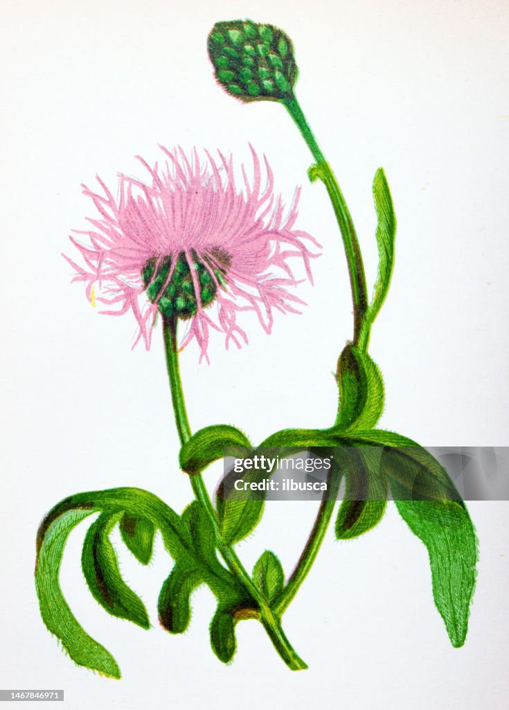 Antique botany illustration of wild flowers: Greater Knapweed, Centaurea Scabiosa