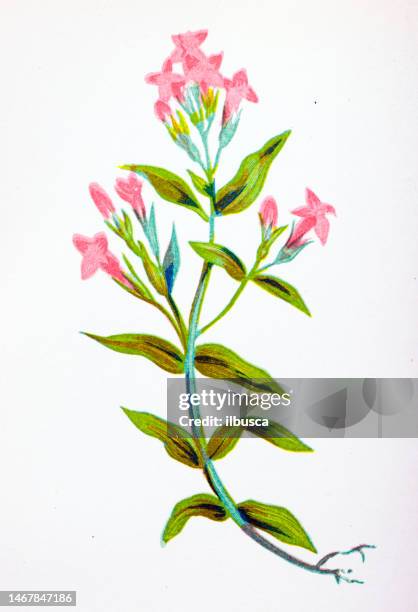 antike botanische illustration von wildblumen: feldenzian, gentiana campestris - herbstenzian stock-grafiken, -clipart, -cartoons und -symbole