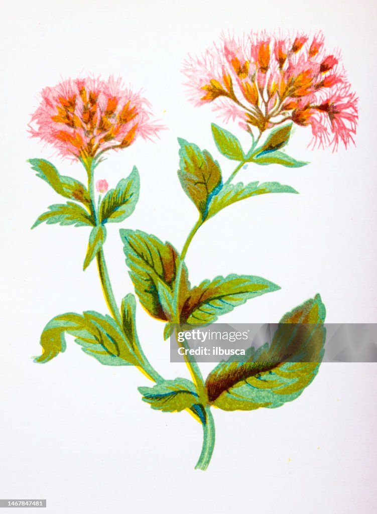 Antique botany illustration of wild flowers: Hemp Agrimony, Eupatorium Cannabinum