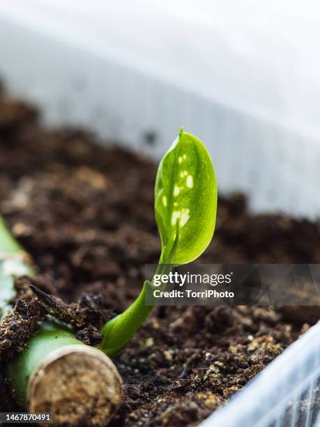 a tiny green leaf of a rooted dieffenbachia cutting, dumb cane - ent stockfoto's en -beelden