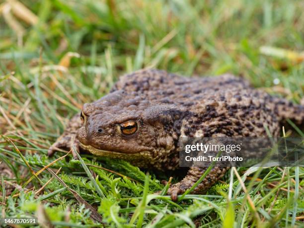 close-up brown frog in the grass - common toad stock pictures, royalty-free photos & images