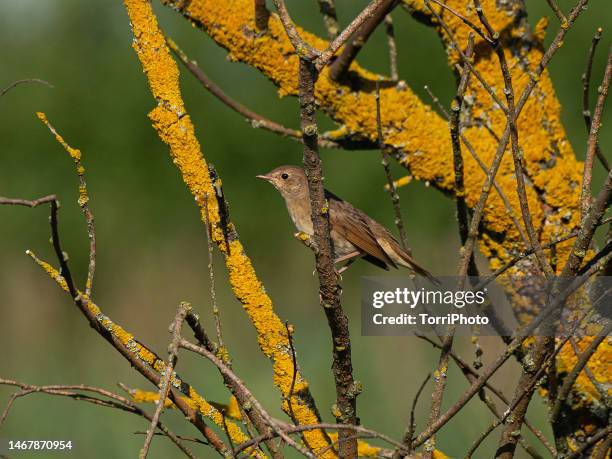 close-up passerine bird perching on a twig against green blurred background of the meadow - nightingale bird stock pictures, royalty-free photos & images