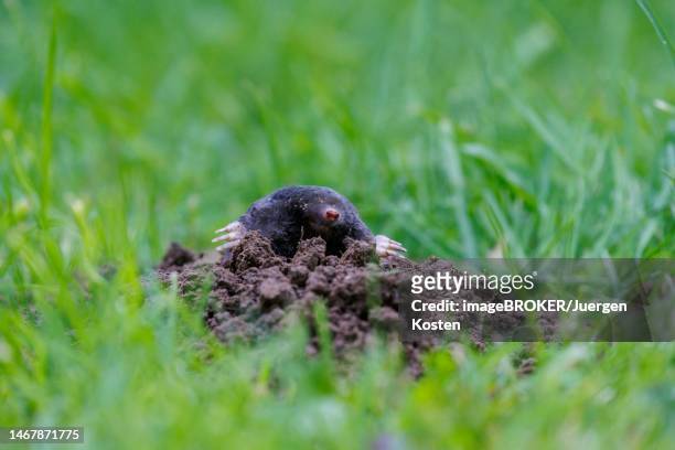 european mole (talpa europaea), germany - maulwurf stock-fotos und bilder