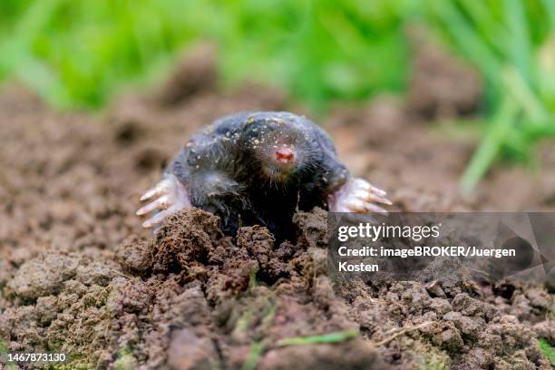 european mole (talpa europaea), germany - mole animal stock pictures, royalty-free photos & images