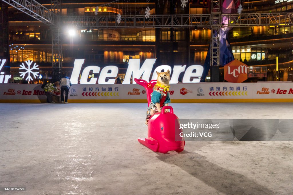Dog Ice Rink Sign A pet dog has fun at an ice rink on February 18, 2023 in Shanghai ...