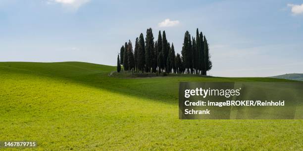 hilly landscape with cypresses, san quirico dorcia, val dorcia, province of siena, crete senesi, tuscany, italy - val dorcia stock illustrations