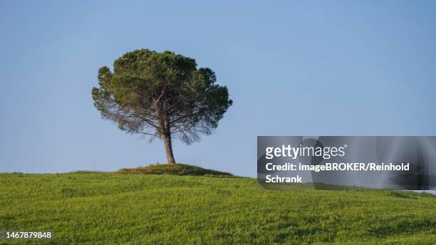 single tree on the horizon, tuscany, province of siena, tuscany, italy - siena italien stock-grafiken, -clipart, -cartoons und -symbole
