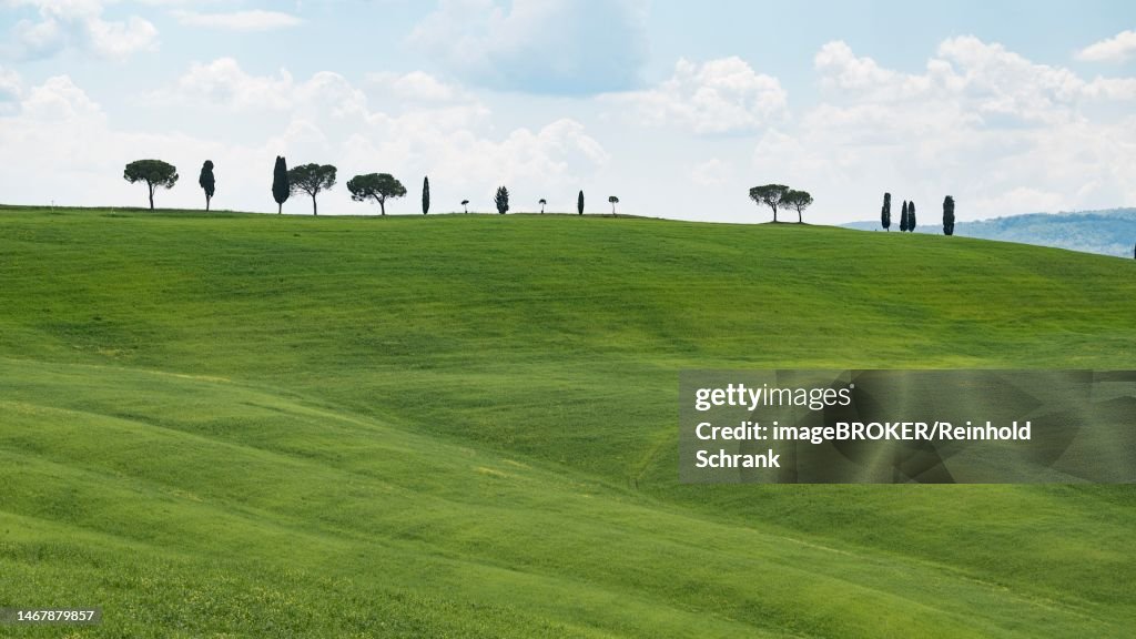 Cypresses (Cupressus) and stone pines (Pinus pinea) on a hill, Tuscany, Province of Siena, Tuscany, Italy