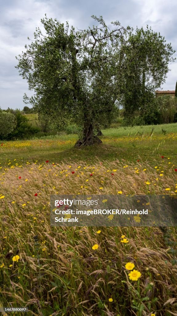 Old olive tree amidst blossoming flowers, Venice, Italy