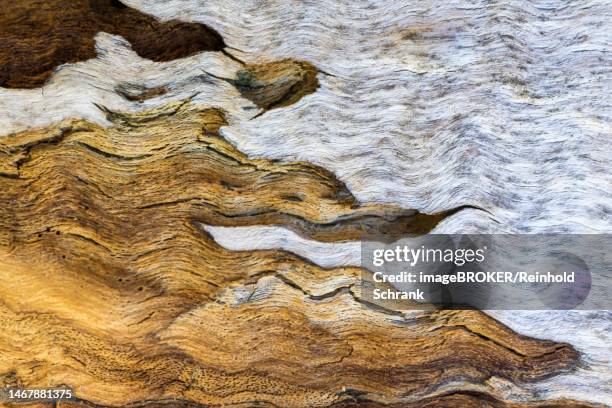 colourful wood structure on an old tree, dead wood, venice, italy - driftwood stock illustrations