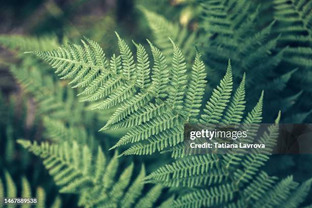 dark toned mint green fern foliage background. abstract natural backdrop for products design and presentation - finland spring stock pictures, royalty-free photos & images