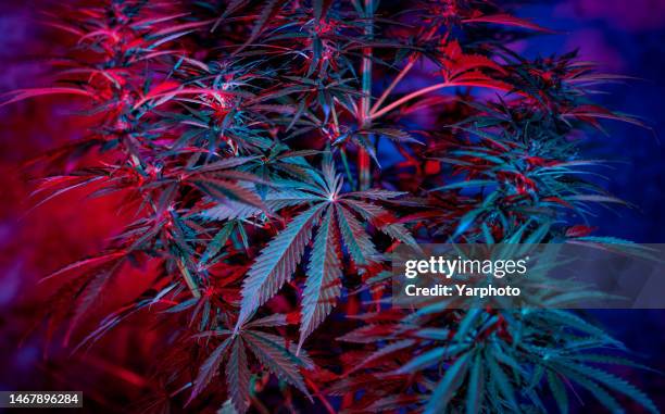Trulieve Cannabis Stock: Flush With Cash And Hope For 2024 (OTCMKTS:TCNNF)