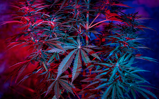 Trulieve Cannabis Stock: Flush With Cash And Hope For 2024 (OTCMKTS:TCNNF) Trulieve Cannabis Stock: Flush With Cash And Hope For 2024 (OTCMKTS:TCNNF)