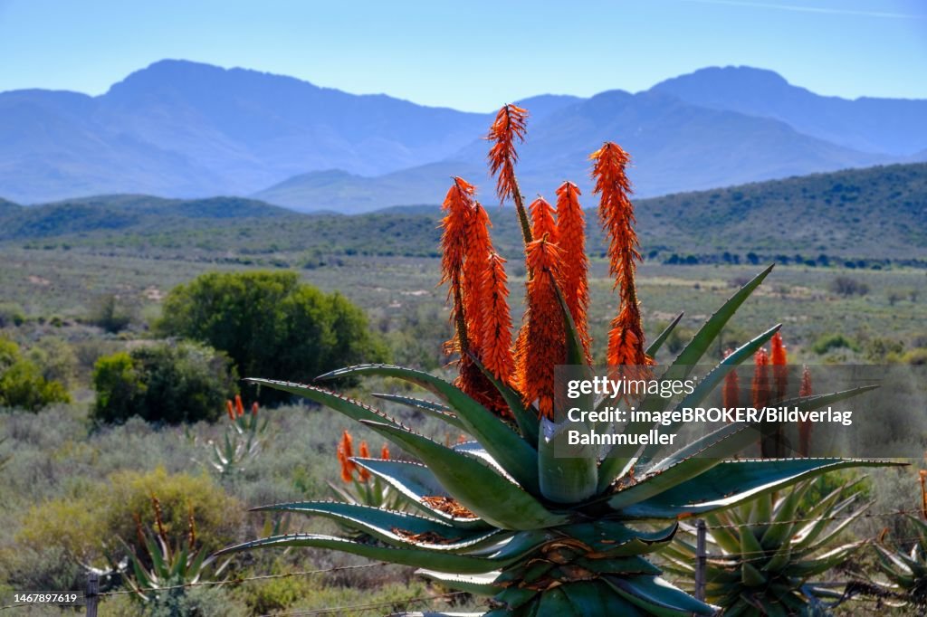 Cape aloe (Aloe Ferox), Huisrivier Pass landscape, through the Klein Karoo, Route 62, Western Cape, South Africa