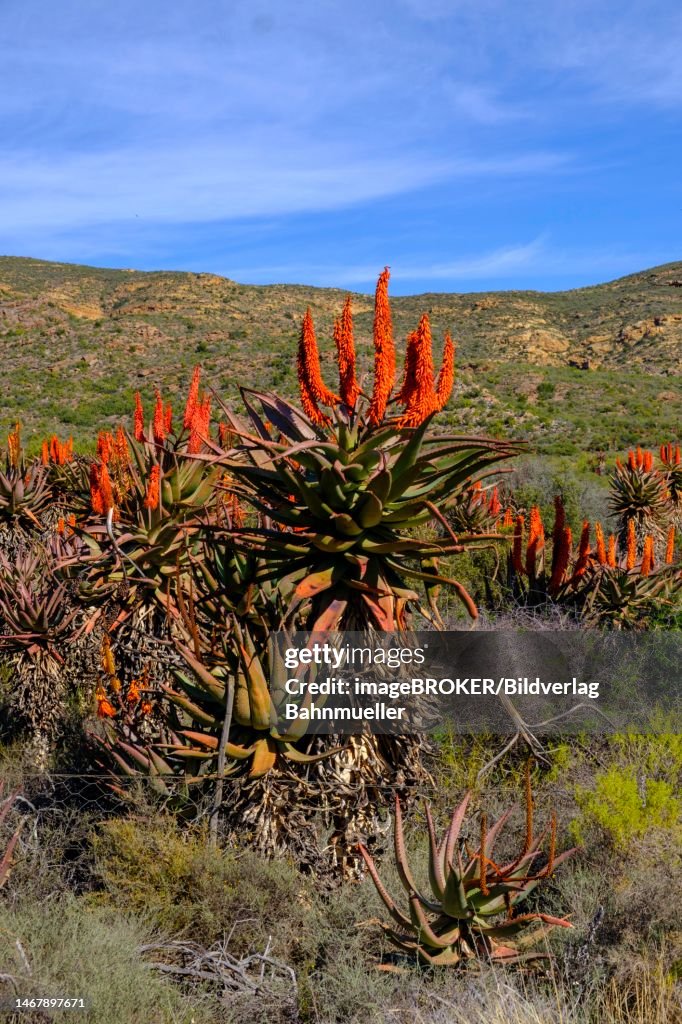 Desert, Little Karoo with cape aloe (Aloe Ferox), landscape at Huisrivier Pass, through the Little Karoo, Route 62, Western Cape, South Africa