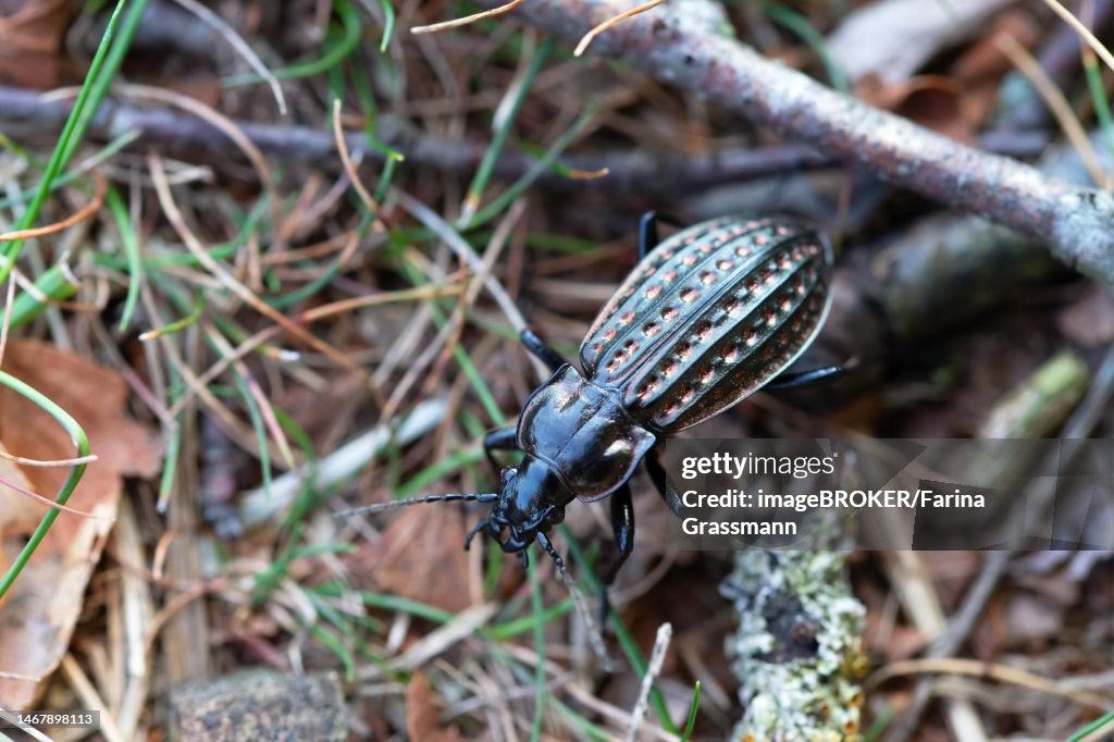 Carabus clathratus (Carabus clatratus), crawling between branches and grass on ground, Diepholzer Moorniederung, Lower Saxony, Germany