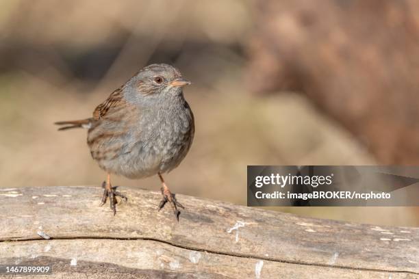dunnock (prunella modularis) sitting on a branch in the forest in the winter months. alsace, france - prunellidae stock pictures, royalty-free photos & images