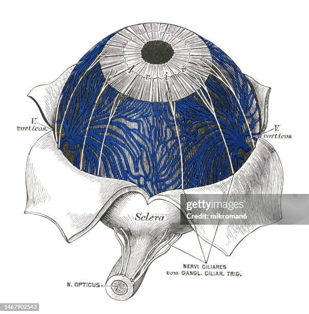 old engraved illustration of anatomy of the human eye - the nerves of the iris - eyesight diagram stock pictures, royalty-free photos & images