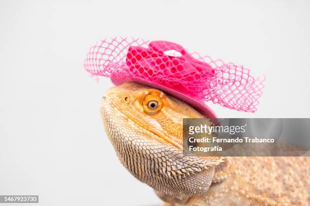 animal with hat - pink hat stock pictures, royalty-free photos & images