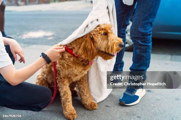 two brothers rubbing their dog down after a walk - labradoodle stock pictures, royalty-free photos & images