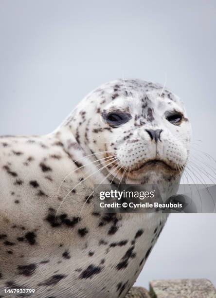 harbor seal - wildlife photography stock pictures, royalty-free photos & images