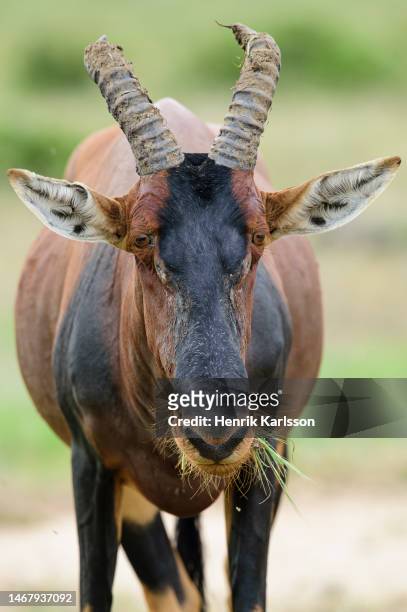topi (damaliscus lunatus jimela) in masai mara - antilop bildbanksfoton och bilder