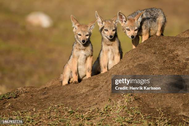 black-backed jackal (lupulella mesomelas) pups at the den in masai mara - african wild dog imagens e fotografias de stock