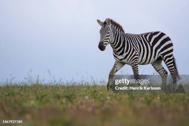 plains zebra (equus quagga) - grant's zebra stock pictures, royalty-free photos & images