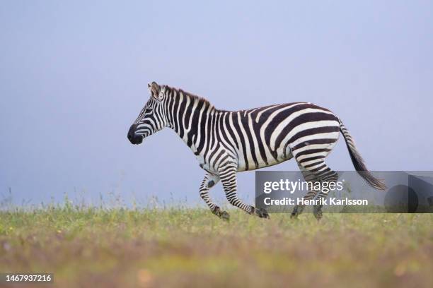 plains zebra (equus quagga) - grant's zebra stock pictures, royalty-free photos & images