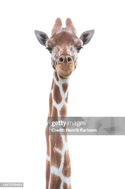 masai giraffe (giraffa tippelskirchi) with white background in masai mara - endangered species white background stock pictures, royalty-free photos & images